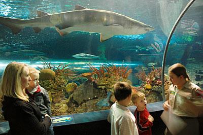 Ripleys Aquarium Of The Smokies Shark Tunnel