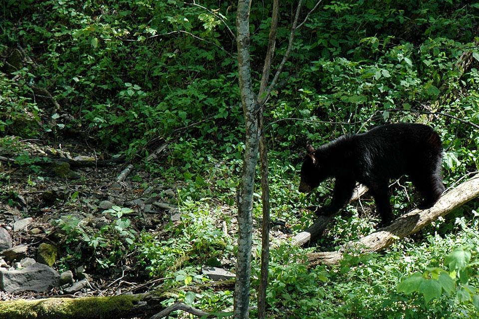 Mother Black Bear Smoky Mountains
