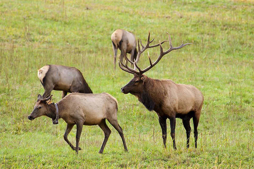 Elk have been reintroduced to the National Park.