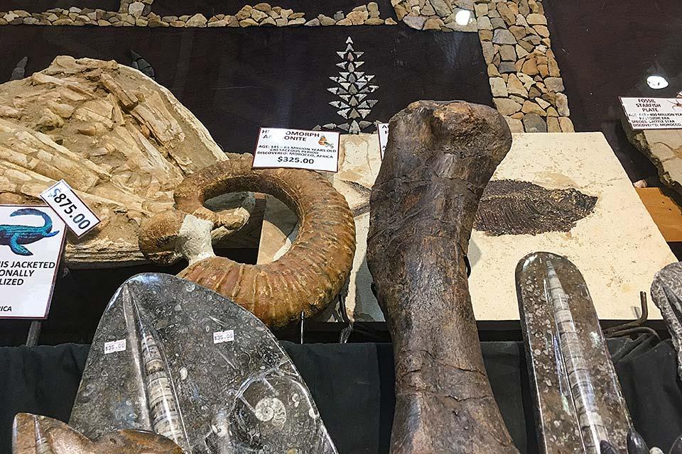 Dinosaur bones and other artifacts for sale at the Relic Room.