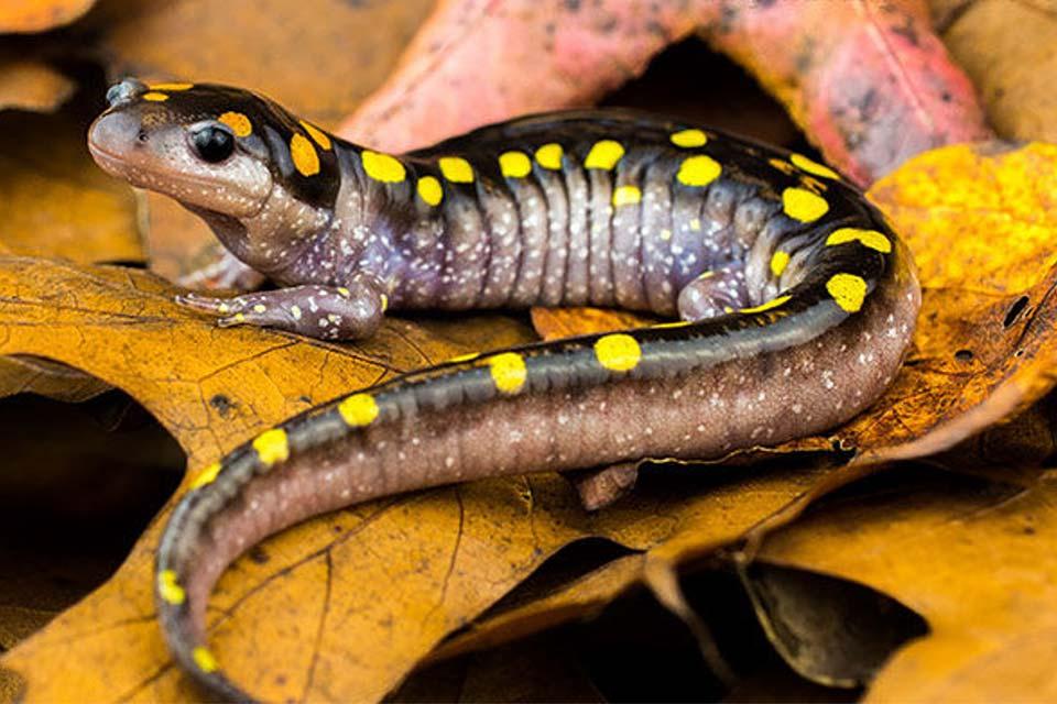 Smoky Mountain Salamander