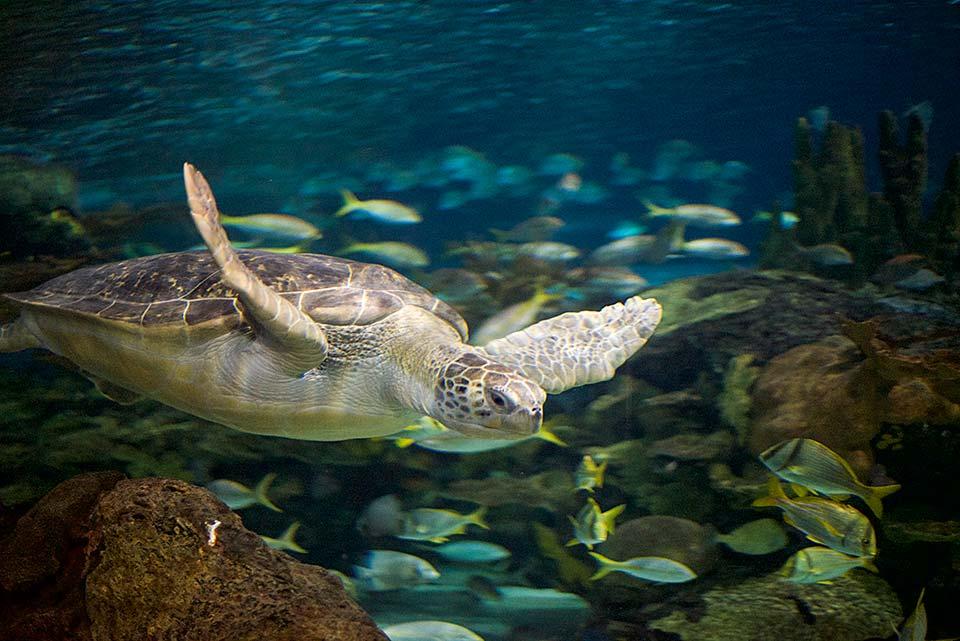 Sally the sea turtle at the aquarium