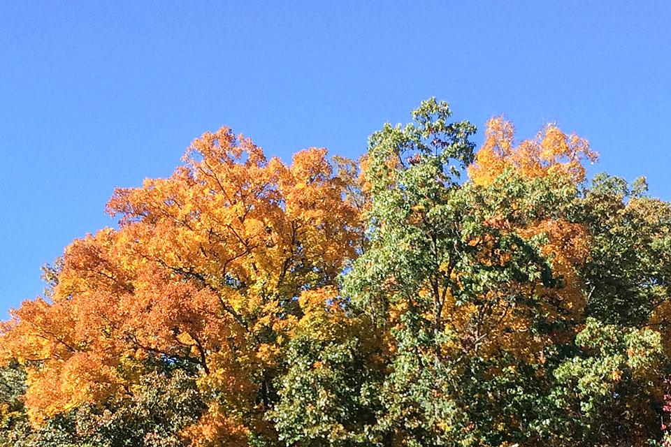 Bright Fall Colors in Gatlinburg