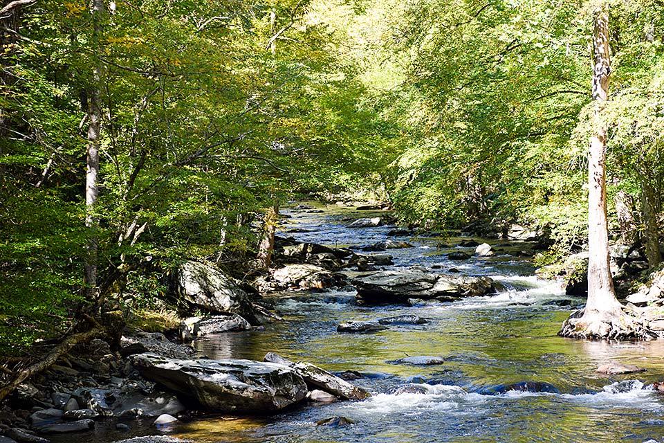 Mountain stream in summer in the park