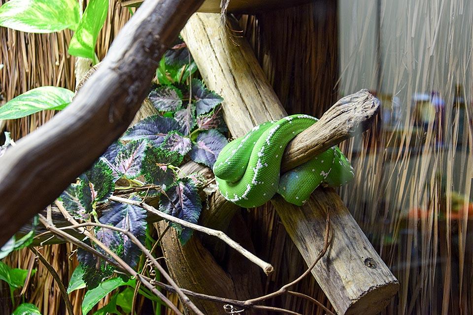 Snakes, goats, reptiles, birds, and more at this awesome zoo in Sevierville.
