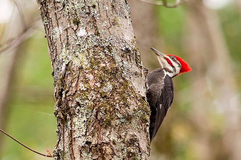 Woodpecker, one of many bird watching opportunities in the Smokies